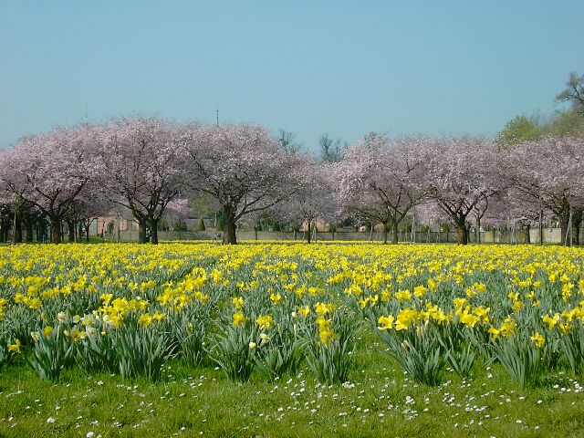 Schlosspark Schwetzingen Narzissenblüte